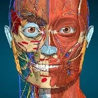 Anatomy Learning - 3D анатомический атлас [Бесплатные покупки]