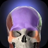 Anatomyka - 3D Anatomy Atlas [Unlocked]